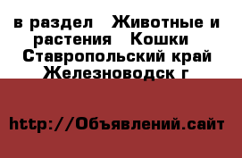  в раздел : Животные и растения » Кошки . Ставропольский край,Железноводск г.